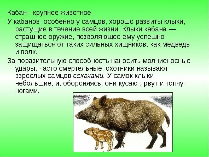 Подготовить как животные