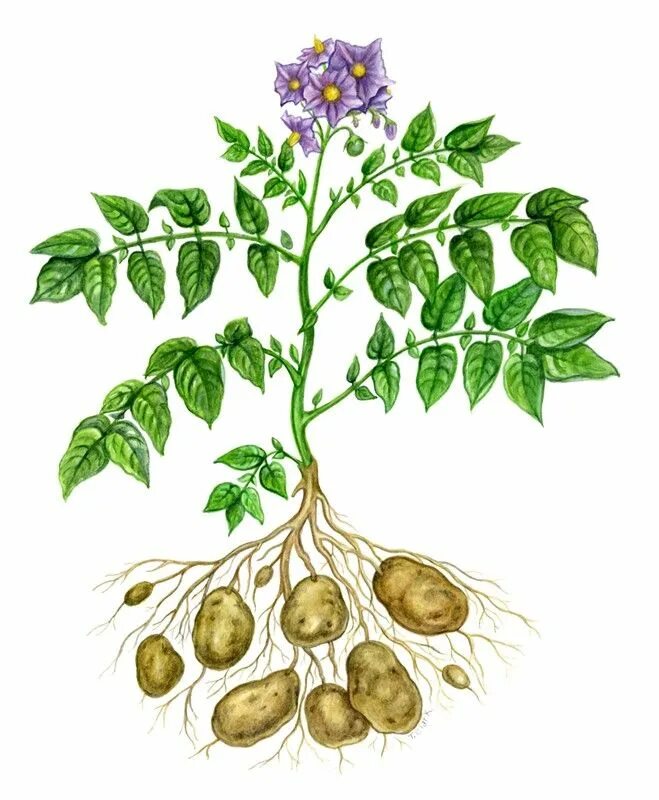 Паслен клубненосный. Solanum tuberosum цветок. Solanum tuberosum гербарий. Картофель Пасленовые. Известно что картофель или паслен