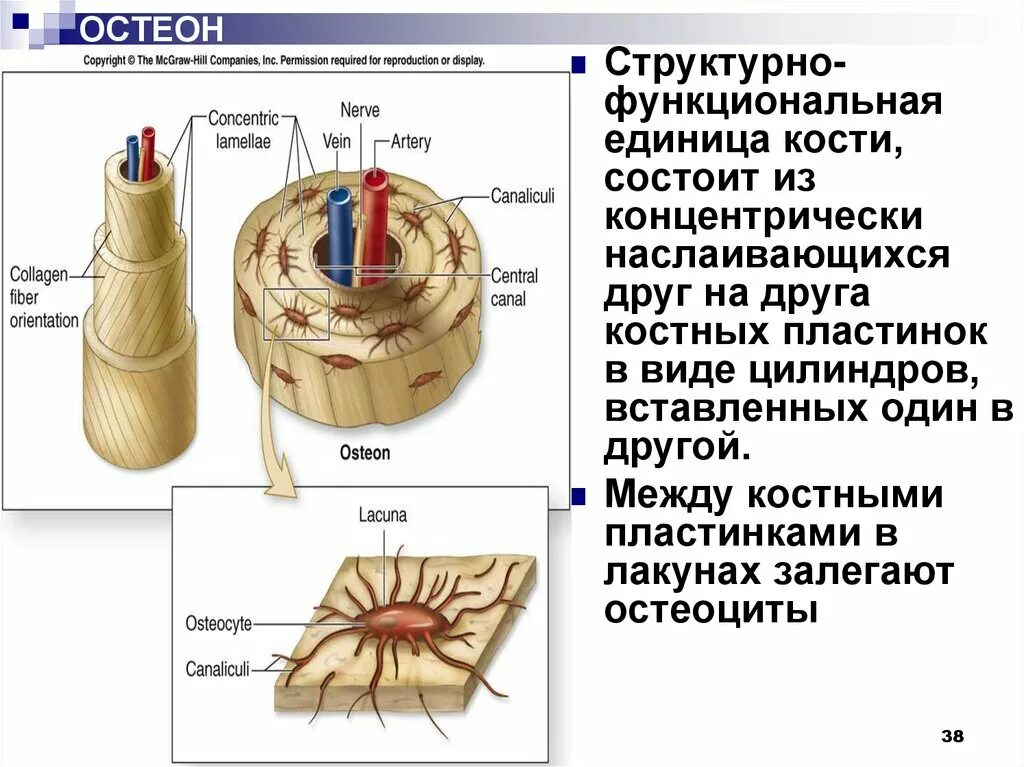 Остеон строение строение. Структура кости Остеон. Остеон вид сбоку. Строение остеона костная ткань. Остеон ткань