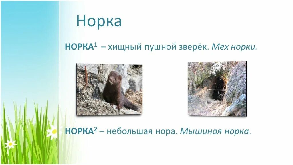 Я живу в темной норке 2 класс. Норка омонимы. Норка и норка омонимы. Стихотворение про норку. Стихи про норку для детей.