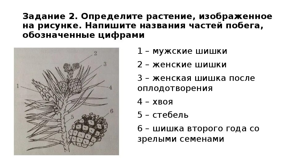 Какой отдел изображен на рисунке. Строение побега сосны обыкновенной. Строение побега голосеменных. Строение цветка голосеменных.