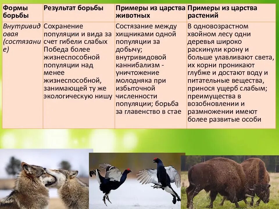 Условия среды изменяются какой отбор. Внутривидовая борьба примеры. Примеры внутривидовой борьбы за существование. Конкуренция приспособления животных. Внутривидовая борьба примеры животных.