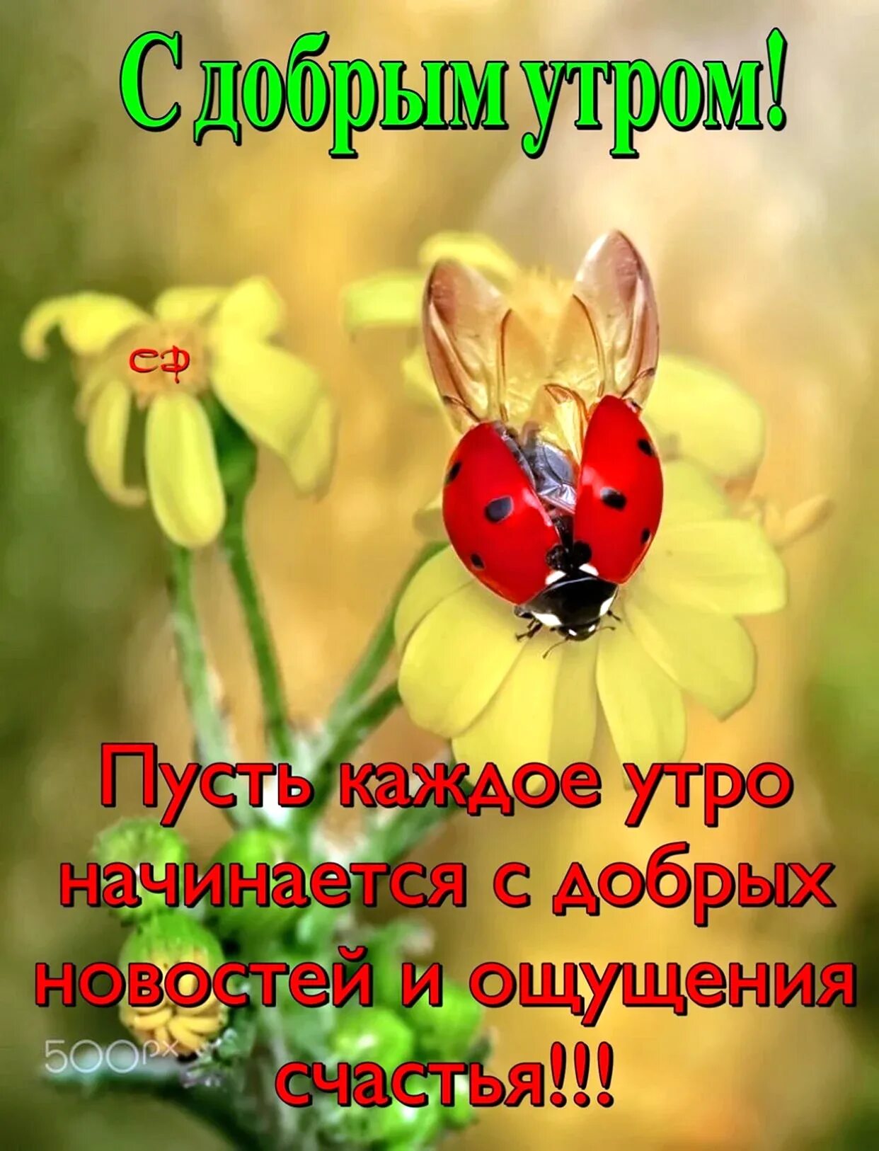 1 июля доброе утро. С добрым утром. картинки с добрым утром. открытка светланка с добрым утром.