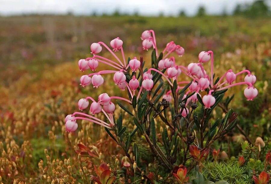 Андромеда подбел обыкновенный. Подбел многолистный (Andromeda polifolia). Подбел Андромеда растение. Андромеда подбел многолистный. Plants of russia