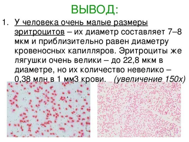 Исследование крови лягушки какая биологическая наука. Строение крови человека с кровью лягушки. Кровь человека и лягушки лабораторная работа по биологии 8. Биология 8 класс кровь человека и лягушки. Изучение микроскопического строения крови человека и лягушки.