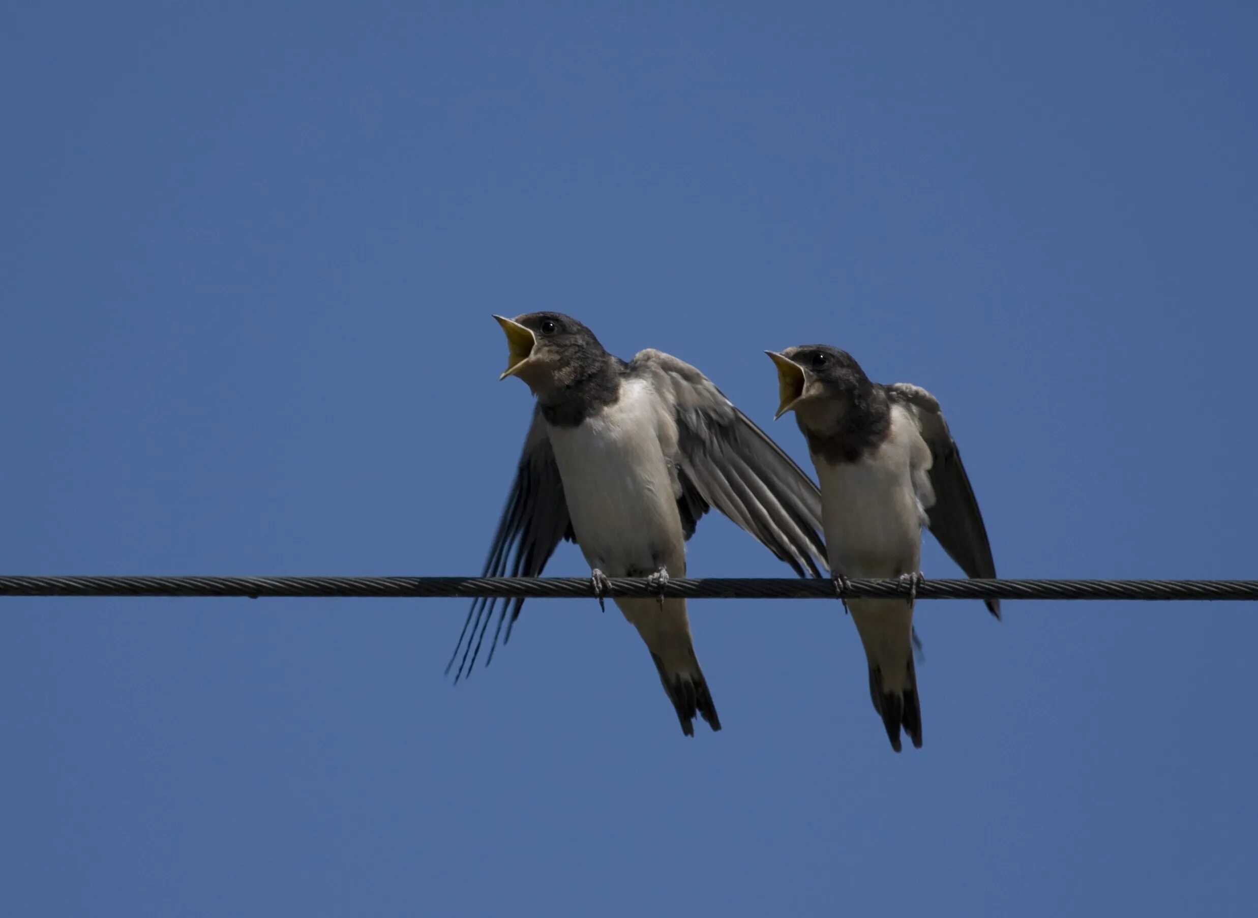 Прилетели ли ласточки. Прилетели ли ласточки. Ласточки прилетают весной. Прилетели ли ласточки. Пара ласточек.