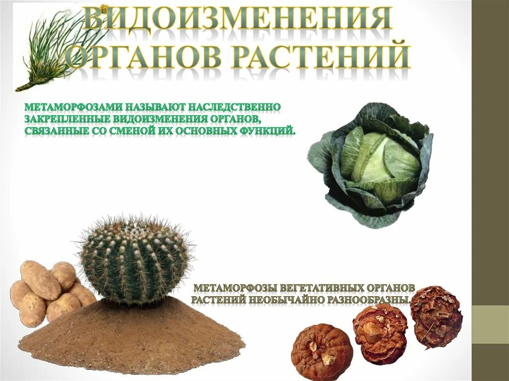 Разнообразие видоизменений органов растений презентация. Видоизменения органов растений. метаморфозы органов раст. видоизмененные органы растений. видоизменения вегетативных органов растений.