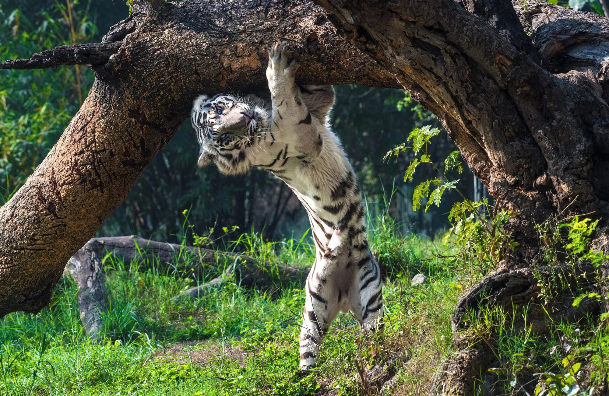 Tree tiger