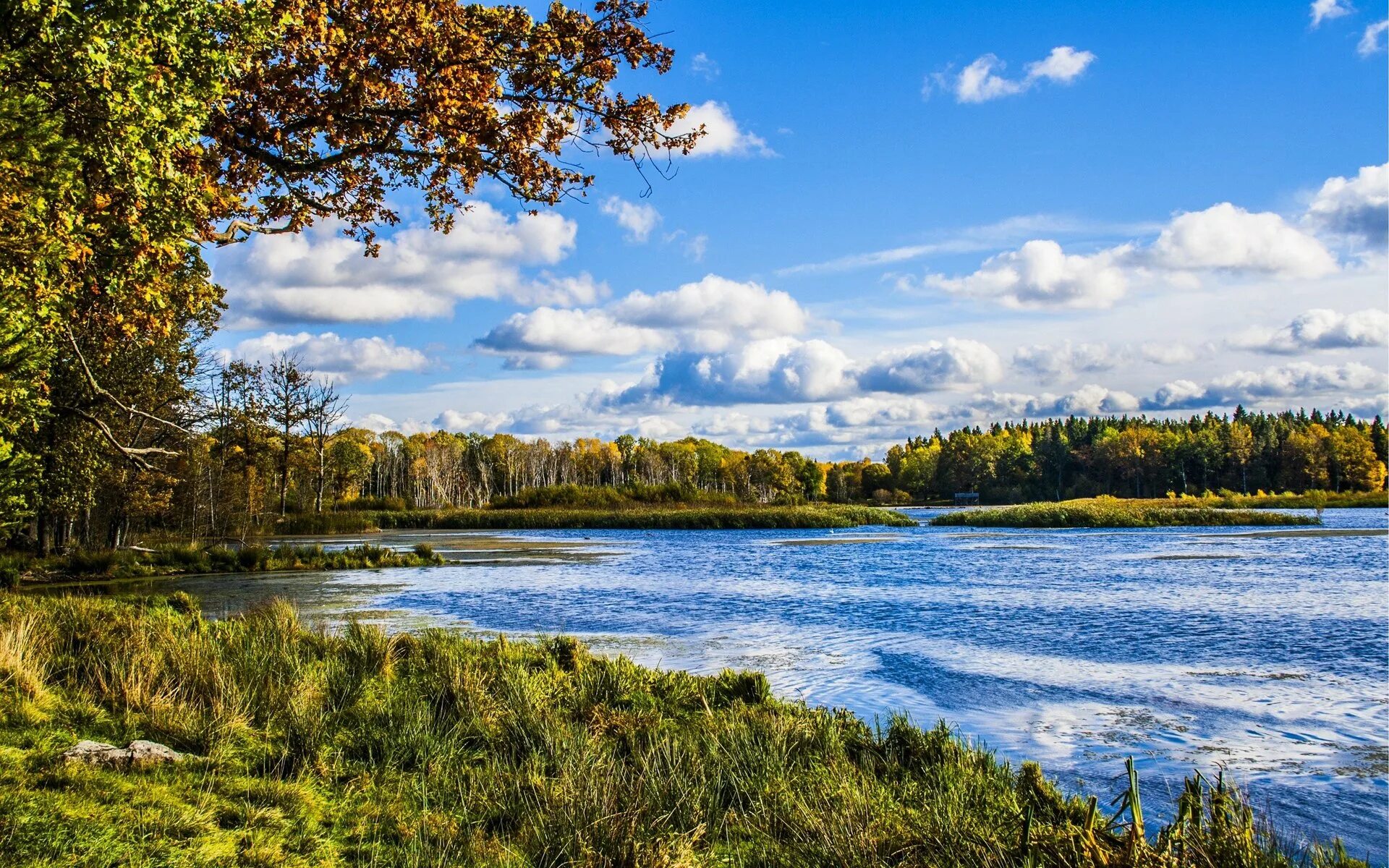 Берег реки в лесу. Природа Волга Благуново лес река. Пейзаж с рекой. Речка в лесу. Красивые картинки реки