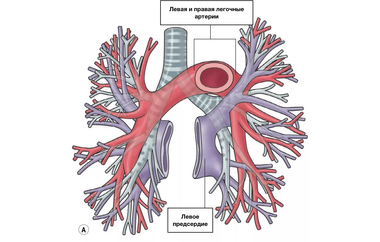 Левая легочная Вена анатомия. Промежуточная ветвь правой легочной артерии. Ствол легочной артерии анатомия. Бронхиальная Вена. Легкие артерии и вены