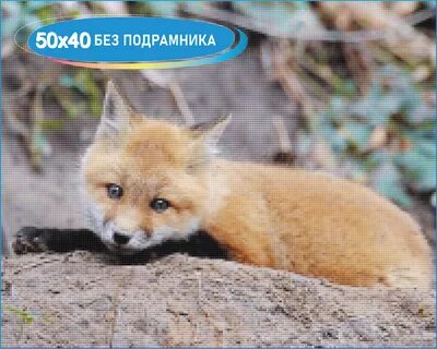 Лисята 1 разбор