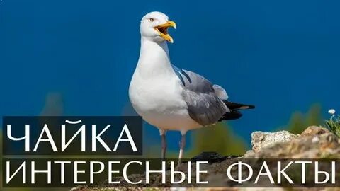 Почему чаек называют чайками