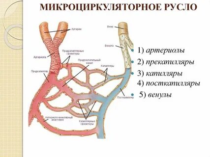 2 артерии 1 вена