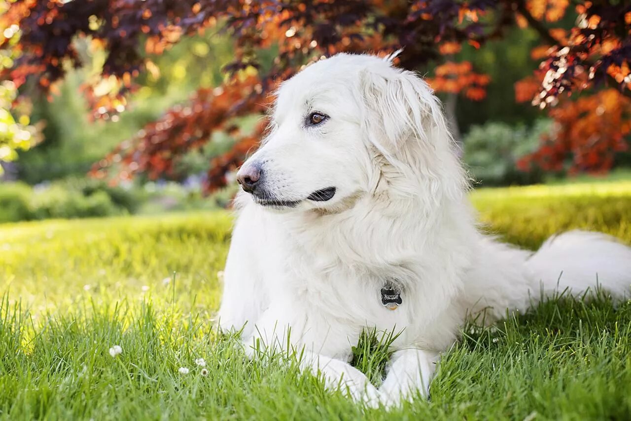 Большая белая собака. Пиренейская порода собак. Бериницскся Горная собака. Пиренейская Горная собака Джайнт. Великие Пиренеи (Пиренейская Горная собака).
