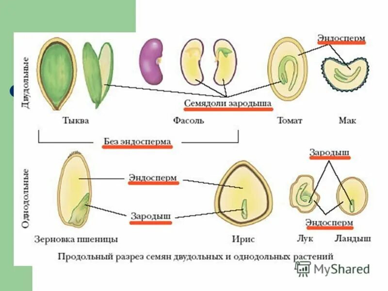 Семядоля бобовых
