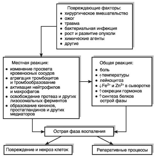 Местная и общая реакция организма