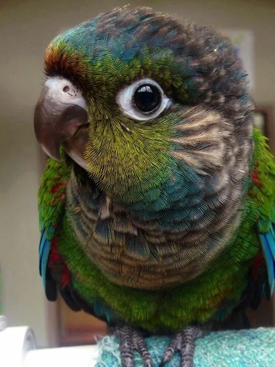 Облезший попугай. Green cheek conure попугай. патагонский попугай. смешные попугаи. самые милые попугаи.