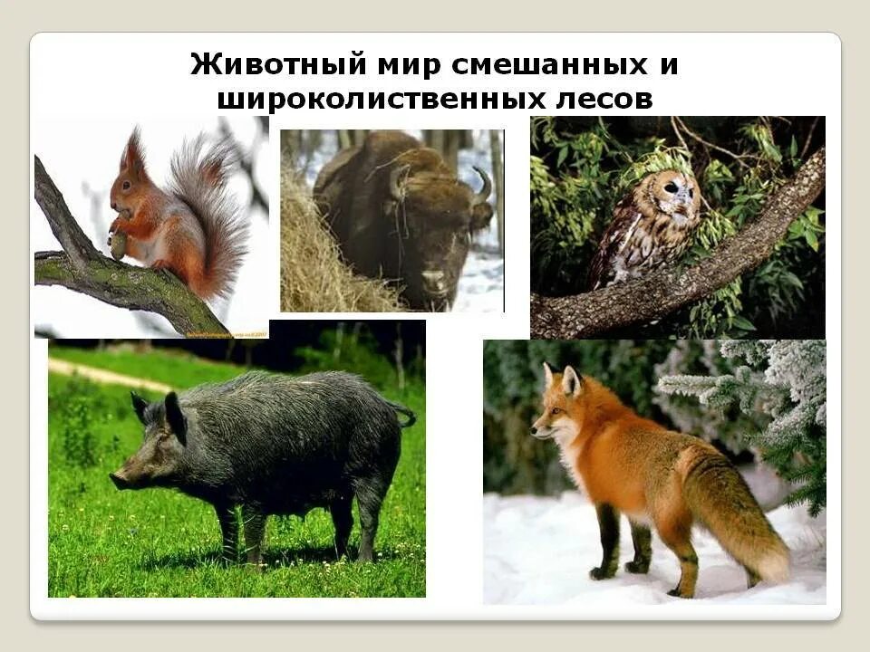 Животные смешанных и широколиственных. Животный мир смешанных и широколиственных лесов. животный мир смешанных и широколиственных лесов в россии. зона смешанных и широколиственных лесов животный мир. природные зоны широколиственные леса животные.