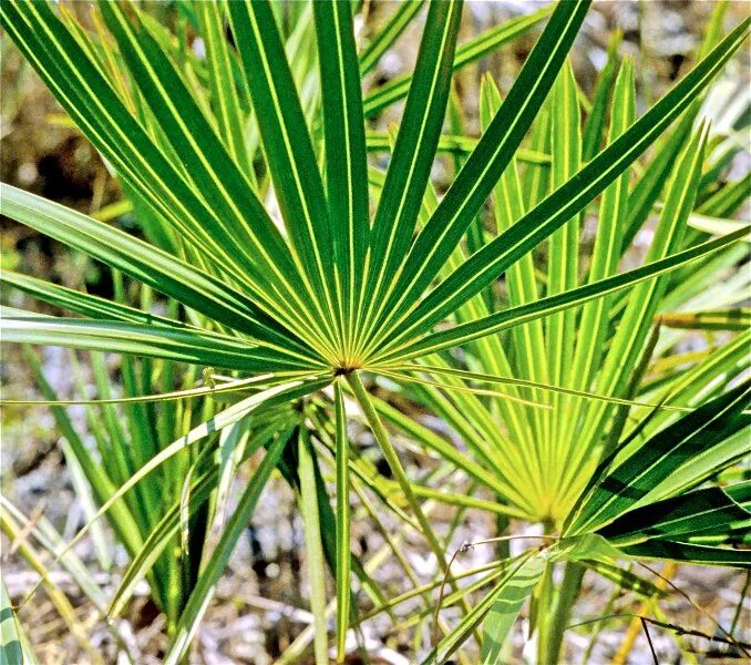 Экстракт пальмы сереноа. Сабаль сереноа Пальма ползучая Palmetto Serenoa. Пальма сабаль мелкопильчатый. Сереноа ползучая. Экстракт пальмы сабаль.