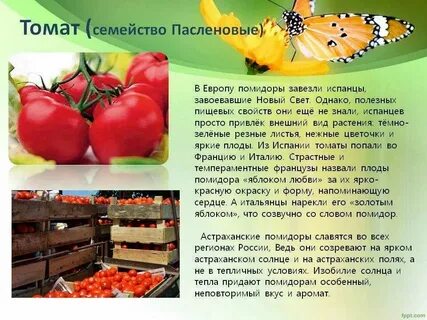К какому плоду относится помидор