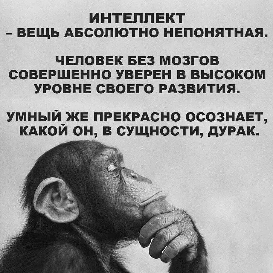 Чем выше интеллект тем. Высказывания про интеллект. высказывания о дураках. цитаты про интеллект. цитаты про интеллект человека.