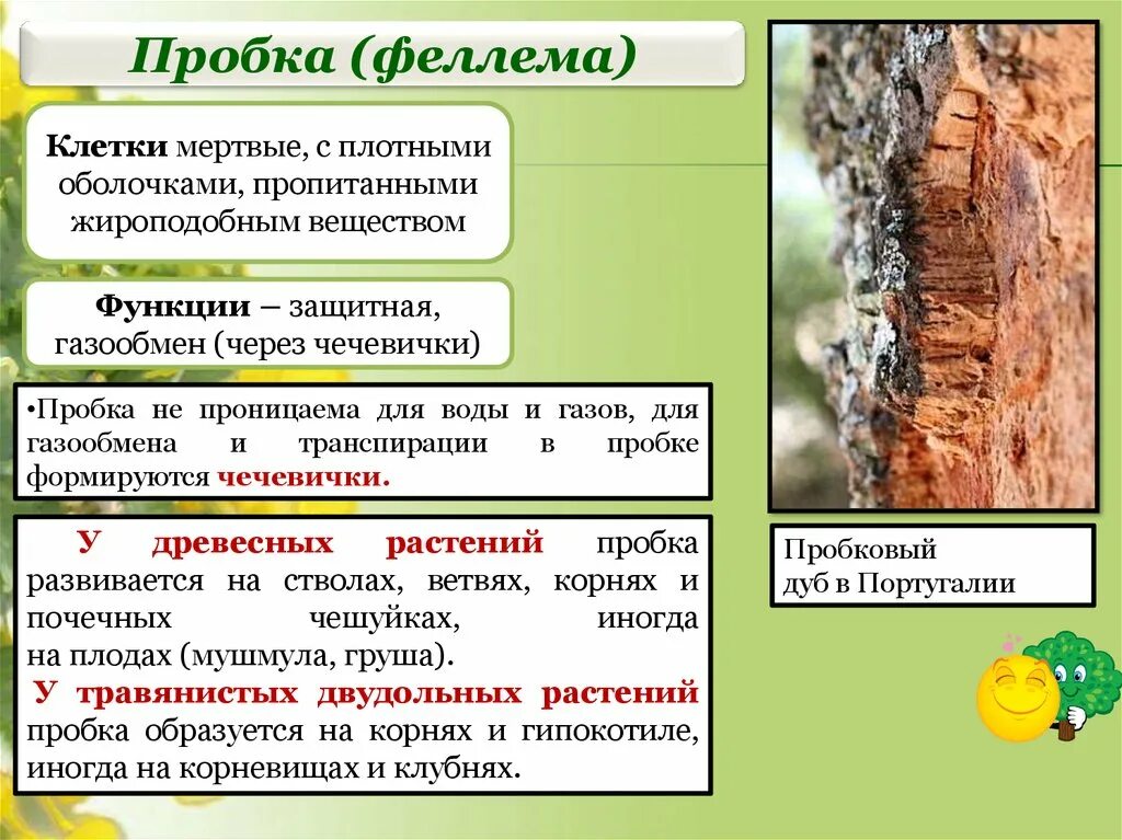 Какие функции выполняет ствол. Функции пробки. Пробка это мертвые клетки у растений. Функции пробки дерева. Строение пробки растений.