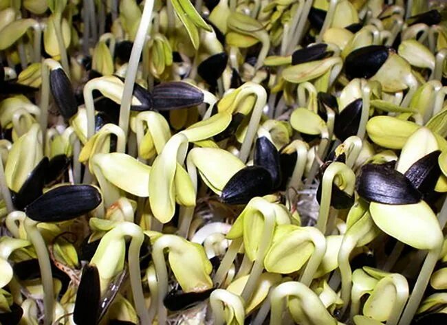 Проращивание семечек. Прорастание семян редиса. Проращивание семечек. Семена и ростки огурца. Прорастание семян марихуаны.