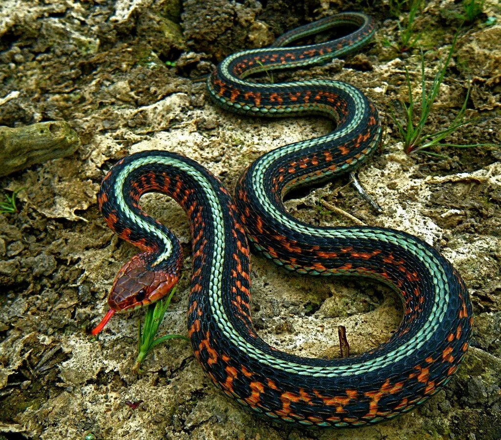 Калифорнийская Краснобокая Garter Snake змея. Калифорнийскаяподвязочная змеяъ. Калифорнийская подвязочная. Голубая подвязочная змея.