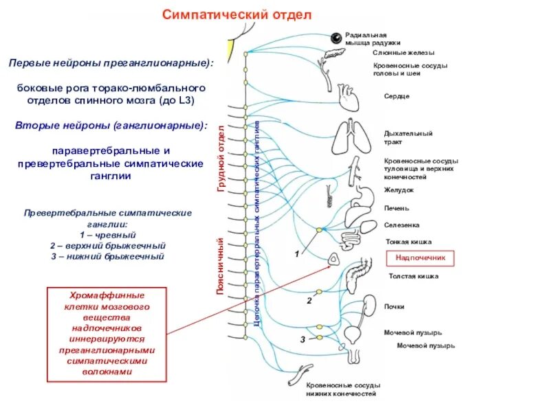 Нервные центры симпатического отдела. Симпатический отдел анс физиология. Активация симпатического отдела вегетативной нервной системы. Симпатический отдел ВНС физиология. Симпатическая нервная система схема.