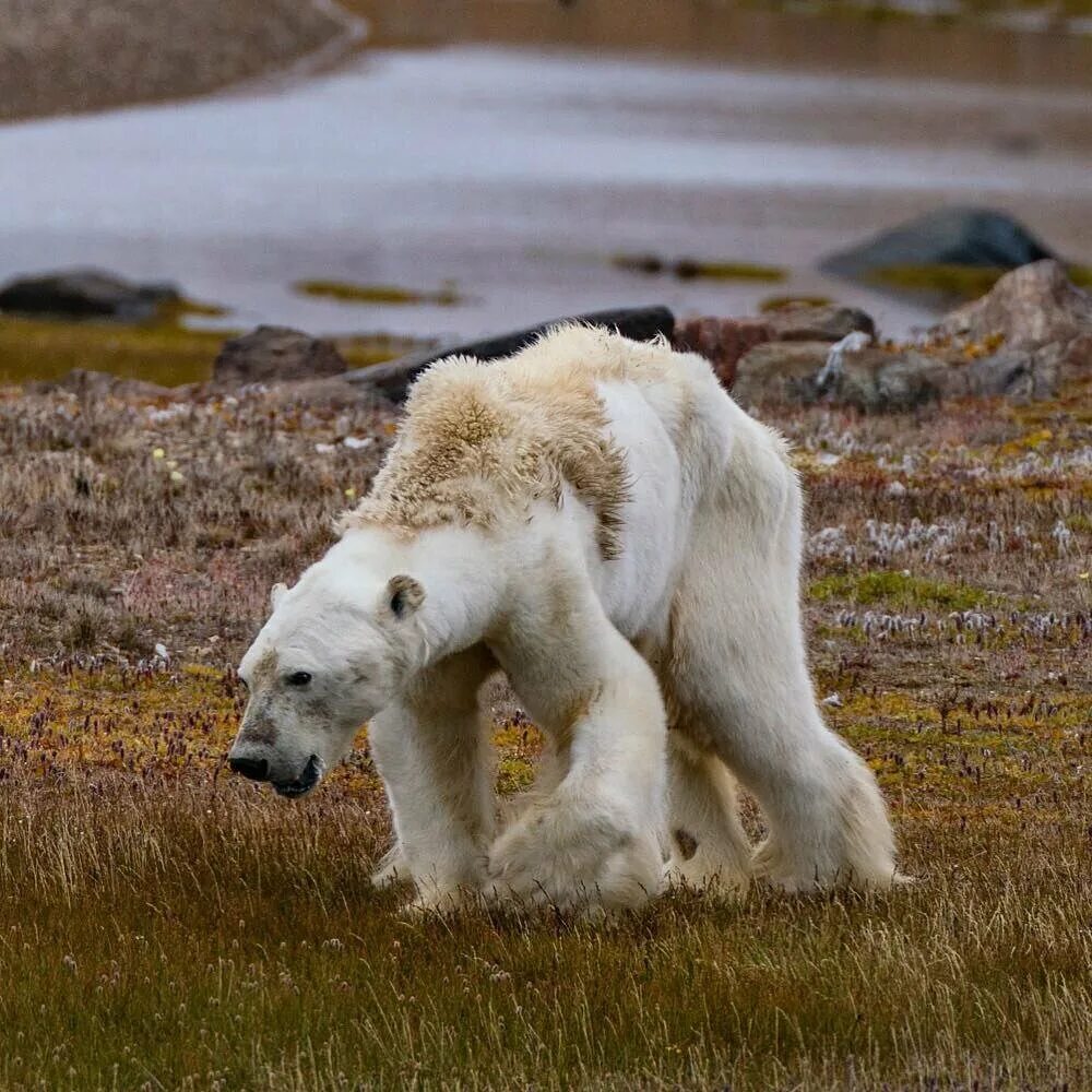 Wildlife in danger. Полар Беар. ГРОЛАР (Полярный Гризли). Белый медведь. Гигантский белый медведь.