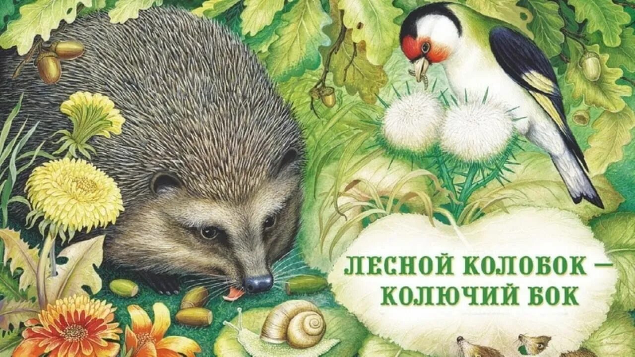 Колобок колючий бок в бианки. Лесной колобок бианки. Лесной колобок колючий бок раскраска. Лесной колобок колючий бок бианки. Обложка книги лесной колобок колючий бок.
