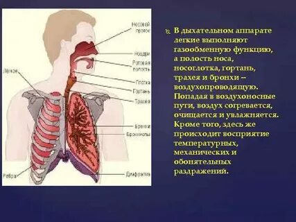 Какую роль выполняет легкие