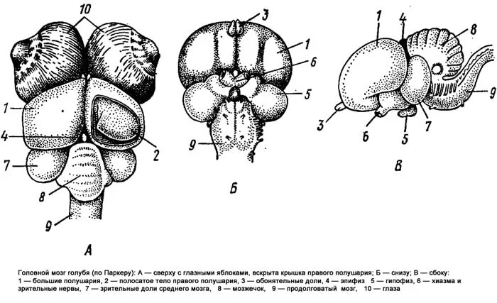 Развитый мозжечок у птиц. Головной мозг голубя сверху снизу. Головной мозг птицы эпифиз. Головной мозг птицы схема. Головной мозг голубя схема.