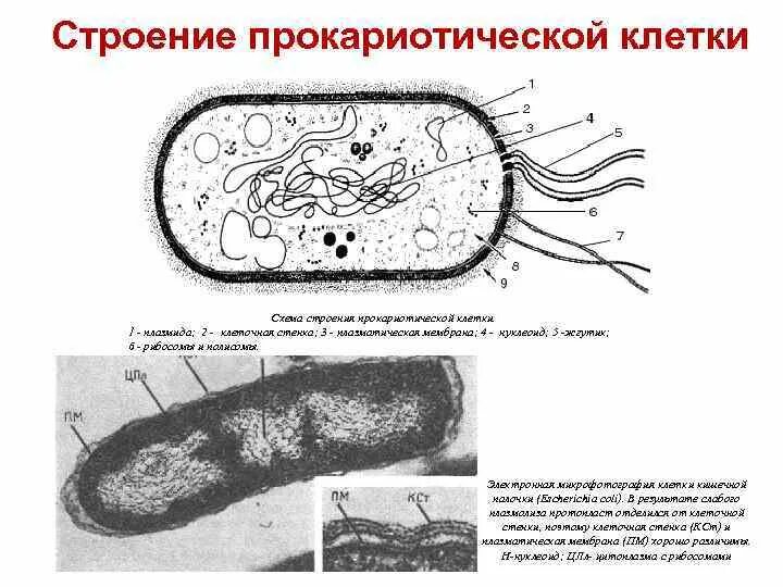 Строение прокариотических клеток. Строение бактериальной клетки прокариот. Строение клетки прокариот бактерии. 5. Строение прокариотической клетки.. Организация прокариотических клеток