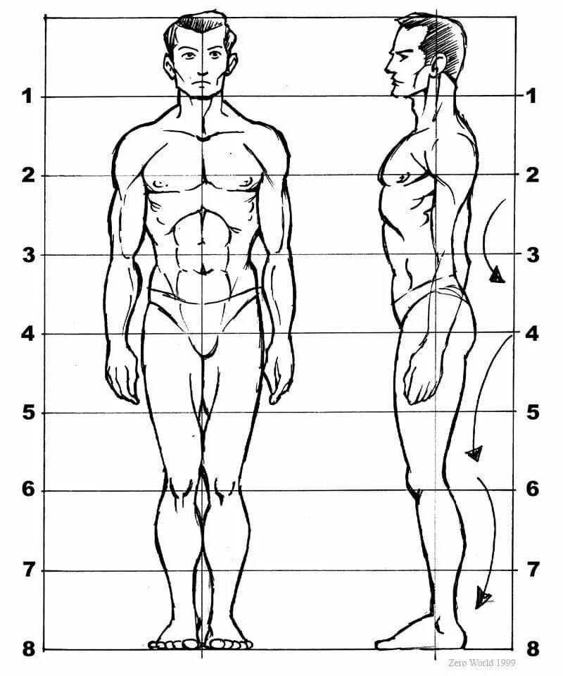 Пропорции человека в профиль в полный рост. Пропорции тела человека анатомия в цифрах. Пропорция человека для рисования сбоку. Пропорции человека для рисования в полный рост. Рисунок насколько