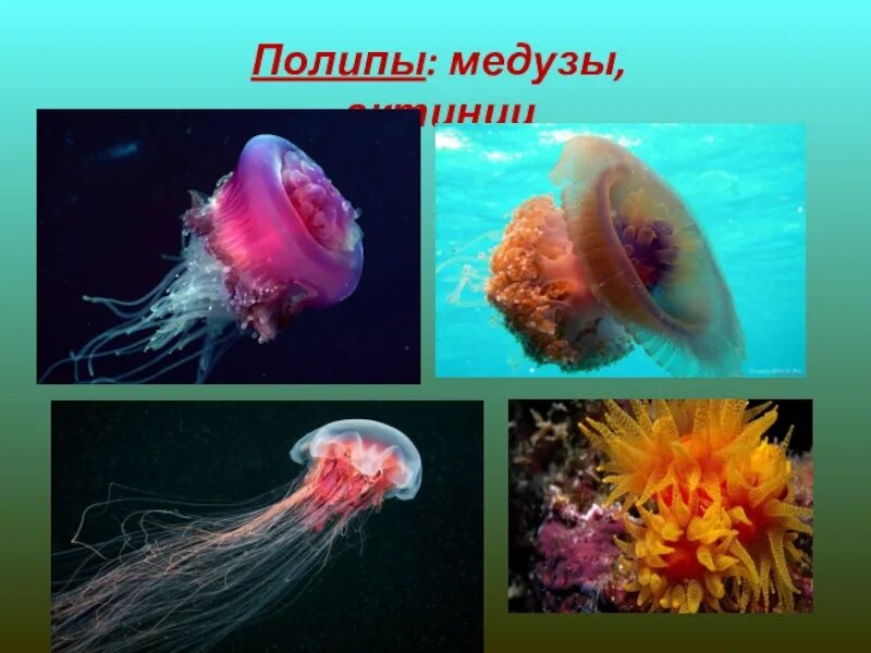 Почкование полипа медузы. Свободноживущие Кишечнополостные. Полип сцифоидных медуз. Кишечнополостные полипы и медузы. Медуза какая симметрия тела