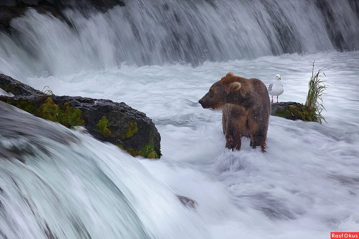 Bear and bird. Little bear and other stories читать на русском. Приколы картинки и фото. Bird born иллюстрации. Bear illustration скандинавский.