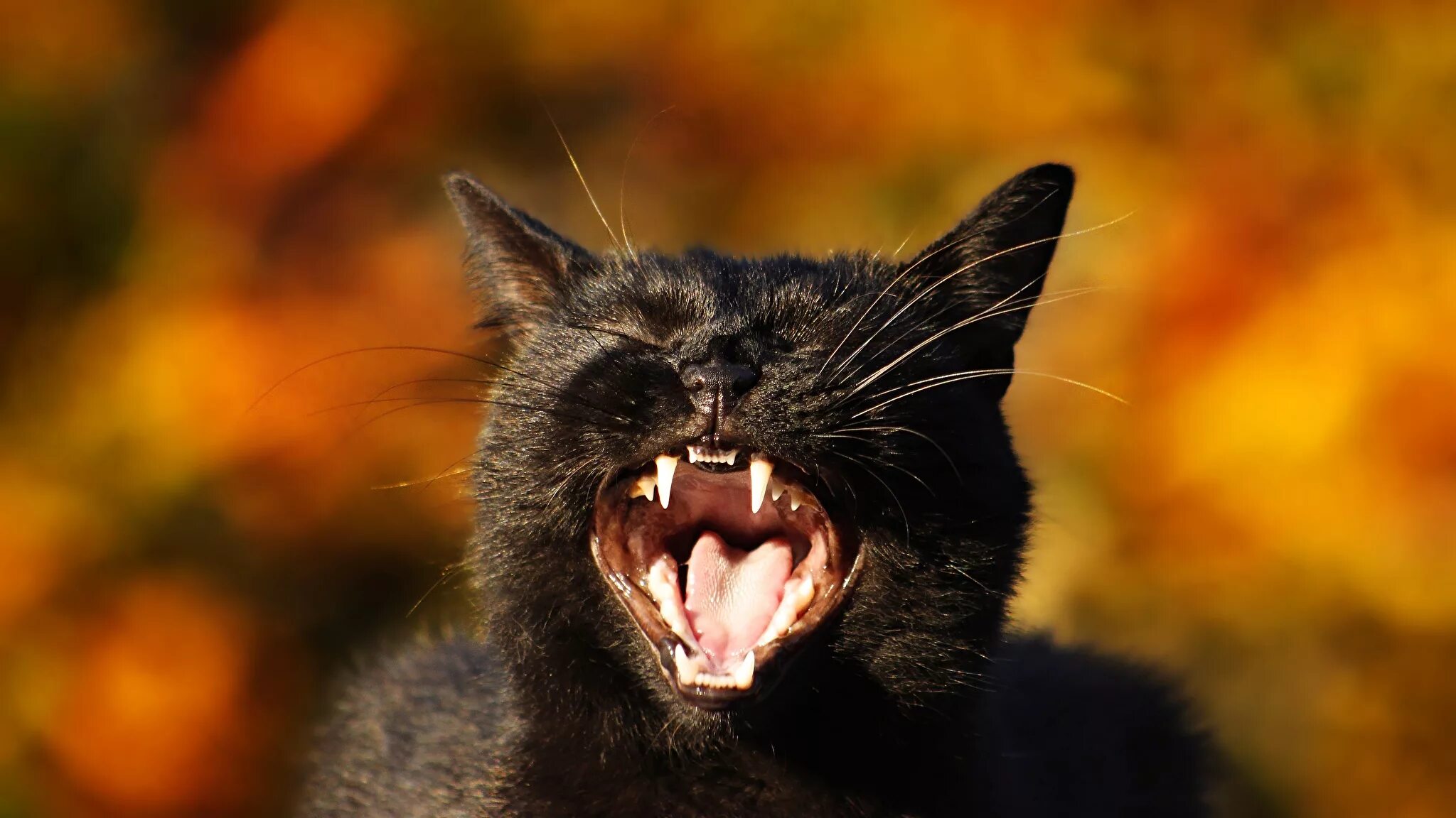 Оскал зверя. Оскал зверя. Заставка на рабочий стол волк. Злой черный кот. Дождь типа оскал.