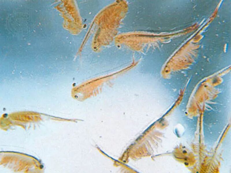 Вылупление артемии. Вылупление артемии. Яйца артемий. Ракообразные artemia salina. Вылупление артемии.