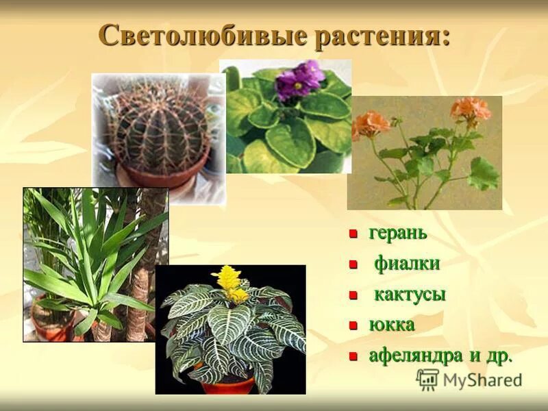 Светолюбивые и тенелюбивые. Самые светолюбивые растения. Теневыносливые растения бегония. Самые светолюбивые растения. Светолюбивые комнатные растения.