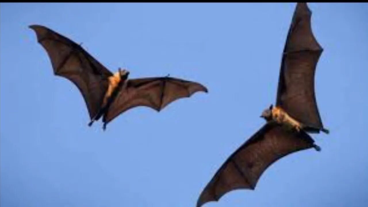 Крылан размах крыльев. Indian flying fox adopt me. Крылановые. Гуамская летучая лисица. Indian flying fox adopt me.