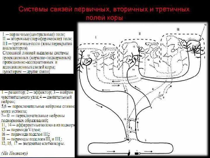 Вторичные поля мозга. Первичные вторичные поля головного мозга. Поля мозга первичные вторичные третичные. Системы связей первичных вторичных и третичных зон мозговой коры. Первичные корковые поля.