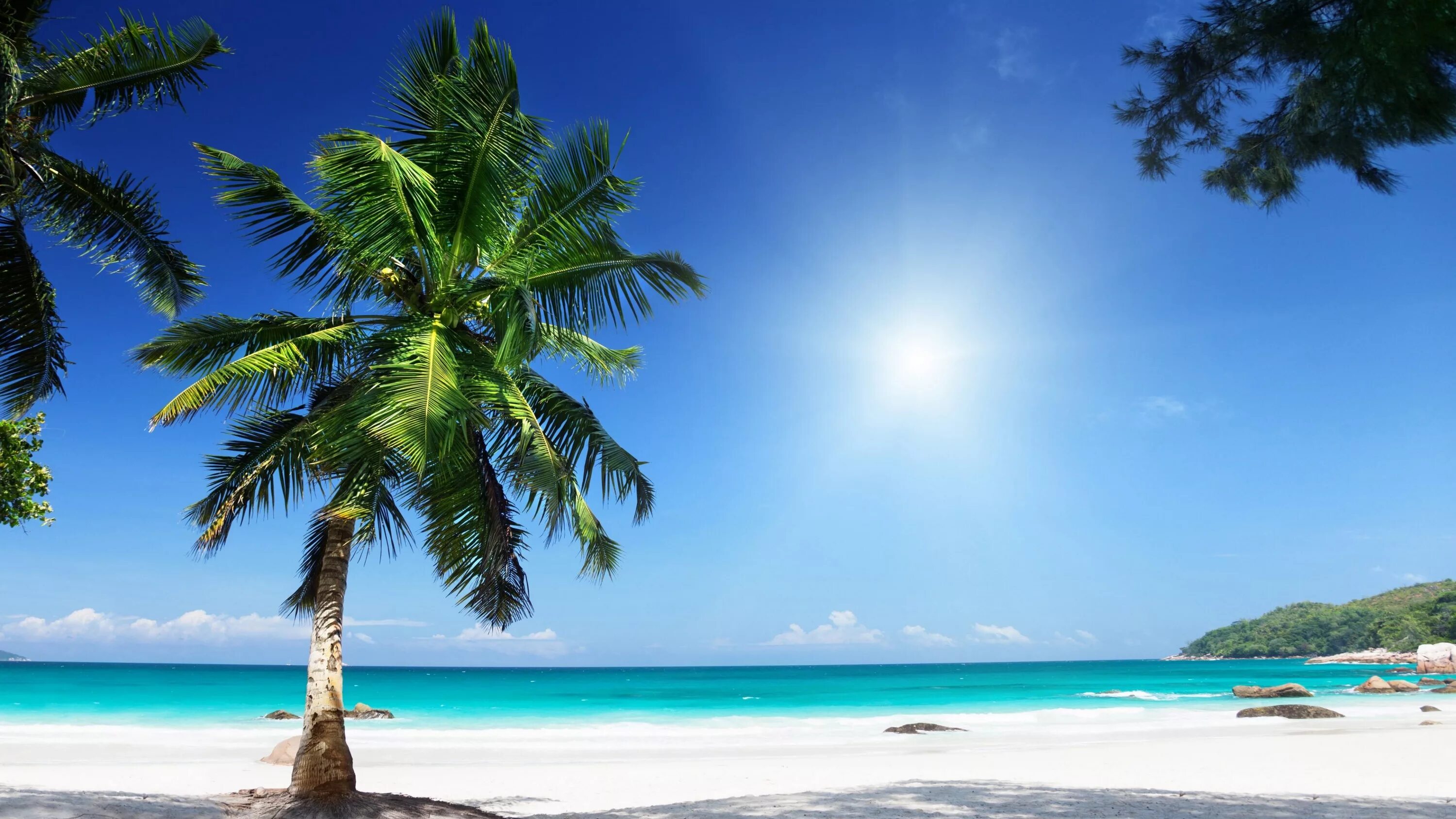 Пляж Сансет Бич Сейшелы. Праслин Сейшелы. Пляж с пальмами. Пальмы и океан.