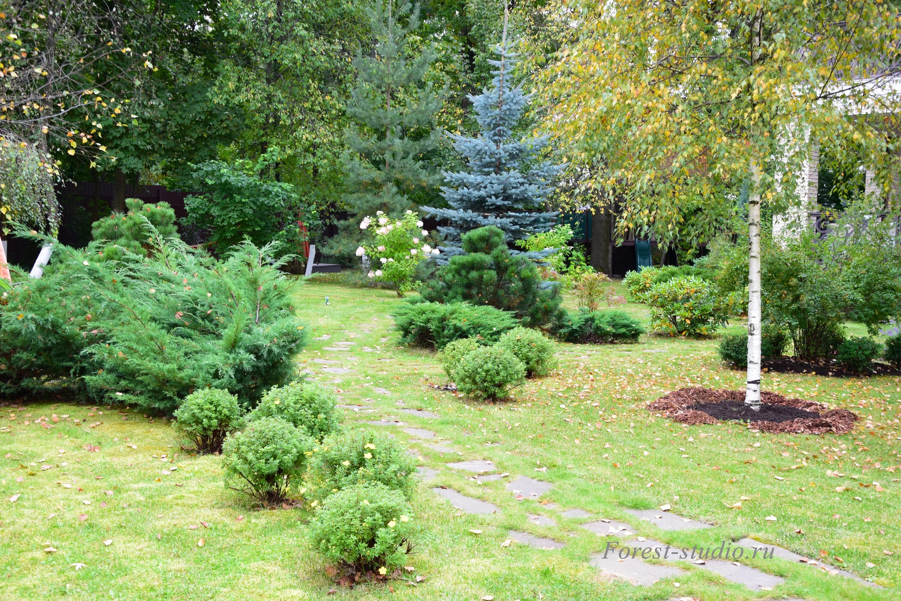 береза в ландшафте. береза рядом с елью на участке. береза в ландшафте. сосны и березы на участке. береза повислая в миксбордере.