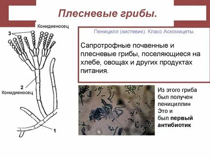 Почему мицелий пеницилла поселяется на продуктах питания