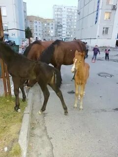 Ковров лошади