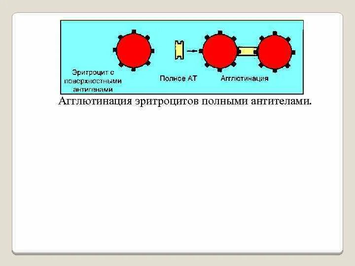 Агглютинация эритроцитов. Отсутствие агглютинации. Переливание крови агглютинация. Полная агглютинация эритроцитов. Антитела после переливания крови