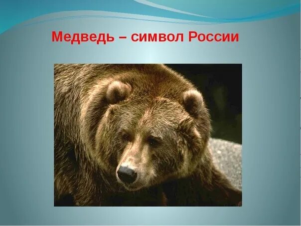 Неофициальный символ россии медведь. Животные символы России. Медведь символ России. Бурый медведь символ России. Что символизирует медведь.
