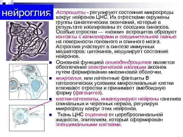 Клетки сателлиты ганглиев. Клетки-сателлиты нейронов. Клетки сателлиты свойства. Клетки сателлиты (мантийные клетки):. Астроцит клиника