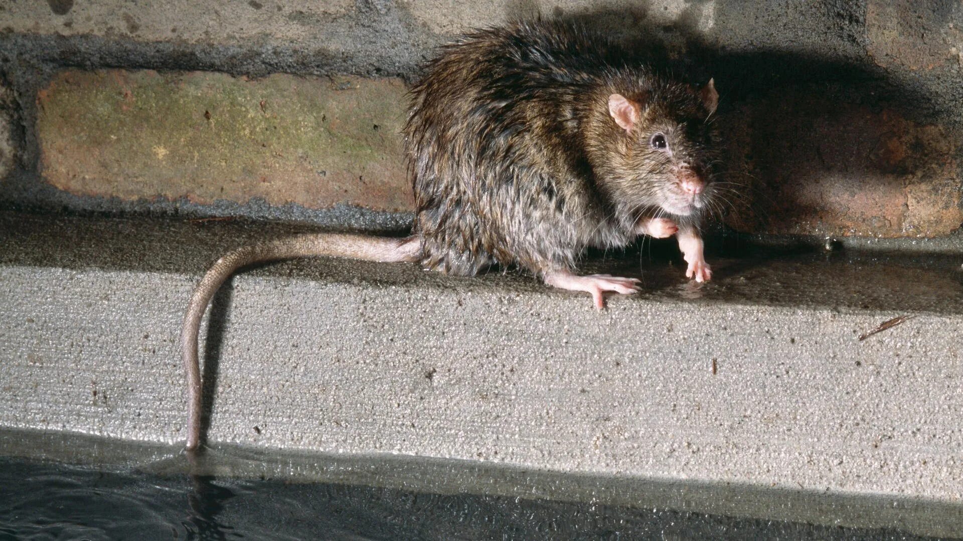 Рон и его крыса. Улыбка крысы. Шерстистая крыса босави. Крыса живая. Is his rat.